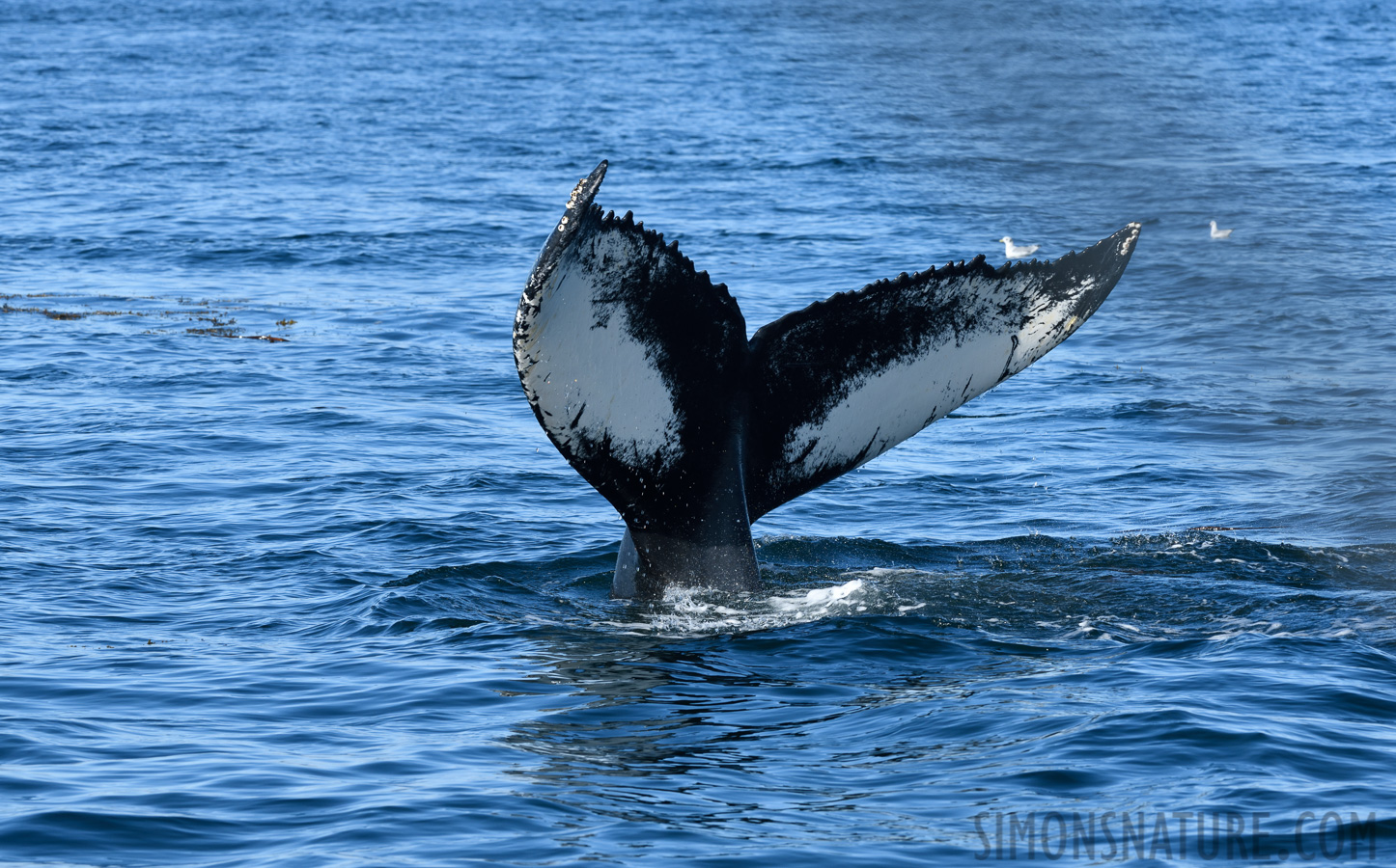 Megaptera novaeangliae [240 mm, 1/400 Sek. bei f / 11, ISO 400]